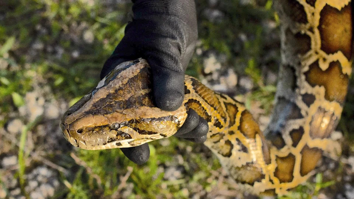 Burmese pythons are now 'established' in western Charlotte County, Florida officials say
