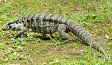 Not just pythons: In Florida, invasive tegus are raiding alligator eggs in the Everglades