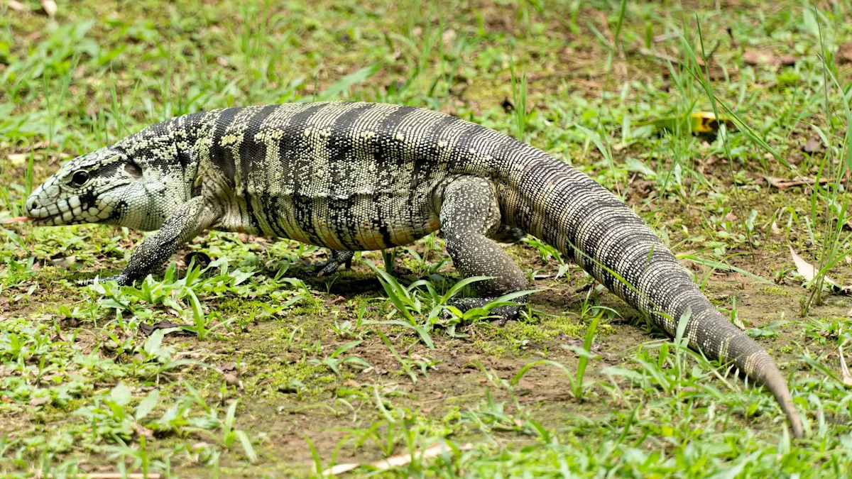 Not just pythons: In Florida, invasive tegus are raiding alligator eggs in the Everglades