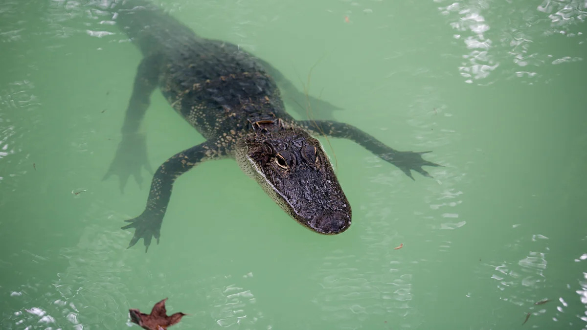 Ring camera spots 9-foot alligator in Florida pool after it crashes through screen