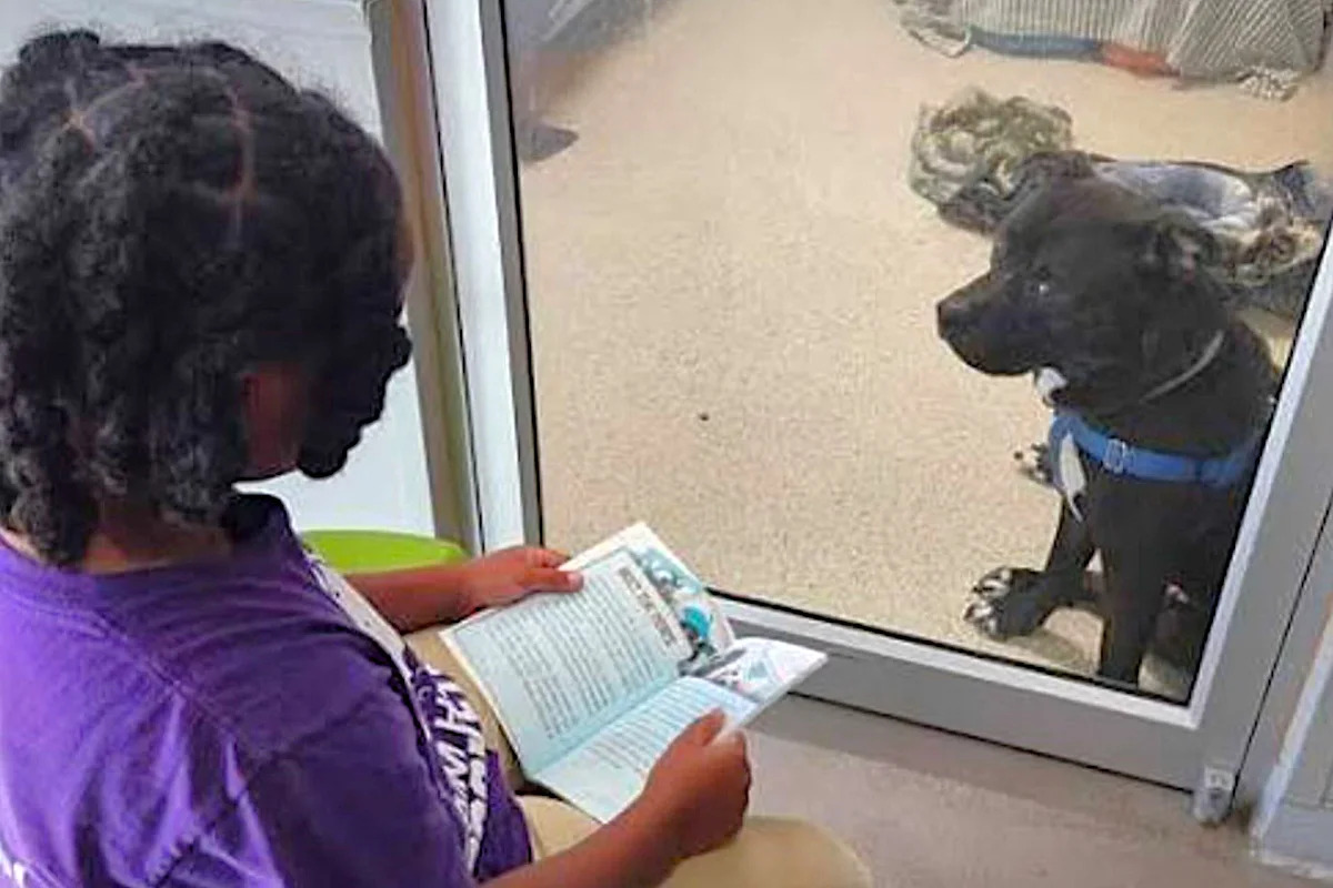 Florida 11-year-old read to shelter dog Hopper, and he was adopted after nearly 400 days