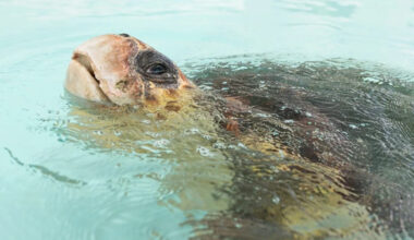 Florida sea turtles Paddles and Swim Shady survived boat strikes, then returned to the Atlantic