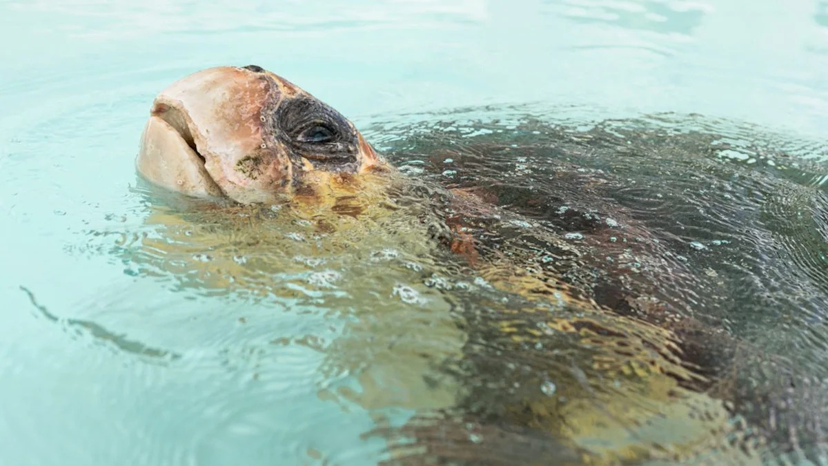 Florida sea turtles Paddles and Swim Shady survived boat strikes, then returned to the Atlantic