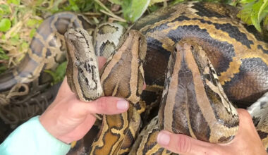 Florida crews find two 17-foot Burmese pythons together, likely preying on white-tailed deer