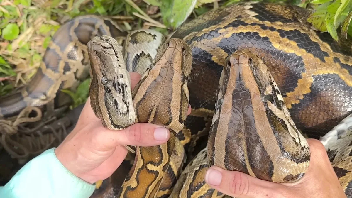 Florida crews find two 17-foot Burmese pythons together, likely preying on white-tailed deer