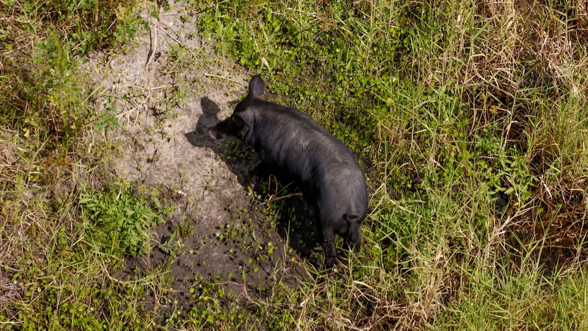Florida homeowners say feral hogs caused thousands in yard damage, then the city trapped 50