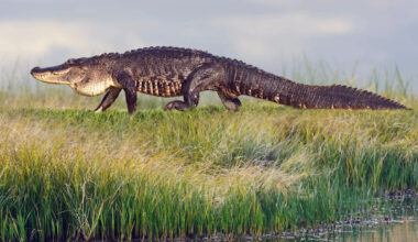 Florida DNA test confirms 13-foot alligator that killed Brittany Clark in Seminole County