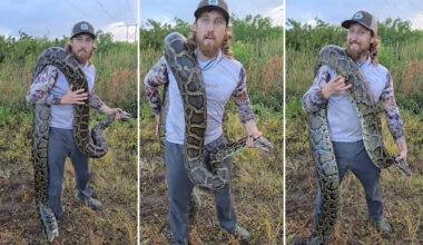 Hunter says Florida python removal is about saving native wildlife, and the thrill should come second