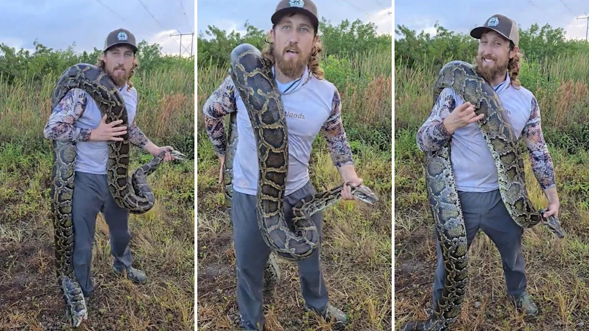 Hunter says Florida python removal is about saving native wildlife, and the thrill should come second