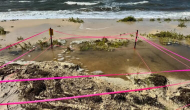 Tropical Storm Bertha washes away sea turtle nests along Florida's Gulf Coast