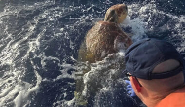 450-pound sea turtle rescued off Florida Keys with Coast Guard help is now recovering