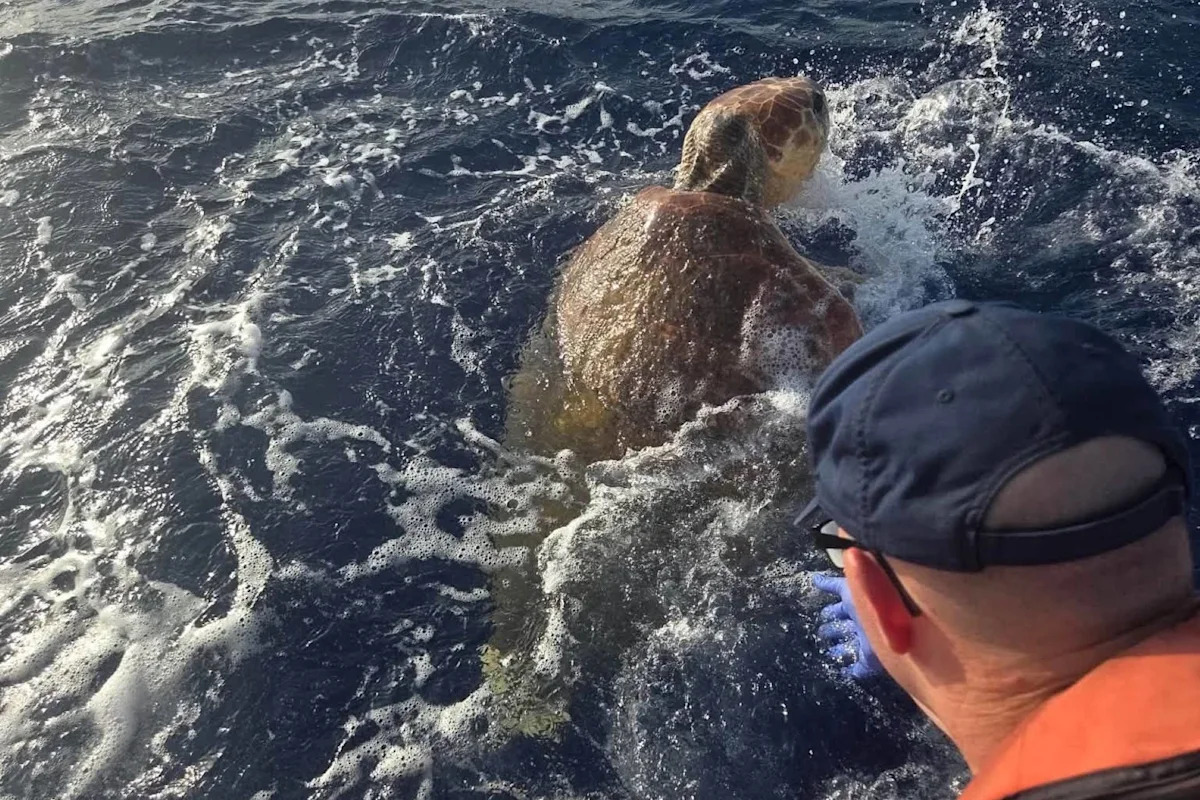 450-pound sea turtle rescued off Florida Keys with Coast Guard help is now recovering