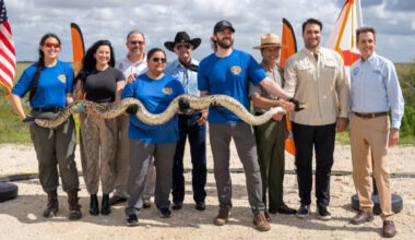Florida's python hunters know the drill: catch the invader, document it, and strike a pose