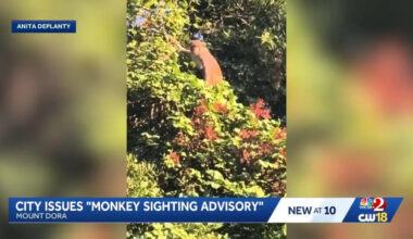 Watch: Florida city issues warning after multiple monkey sightings