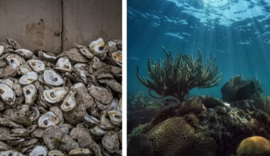 Florida dumped half a million oyster shells into the Gulf of Mexico. No one expected the results to be this good.