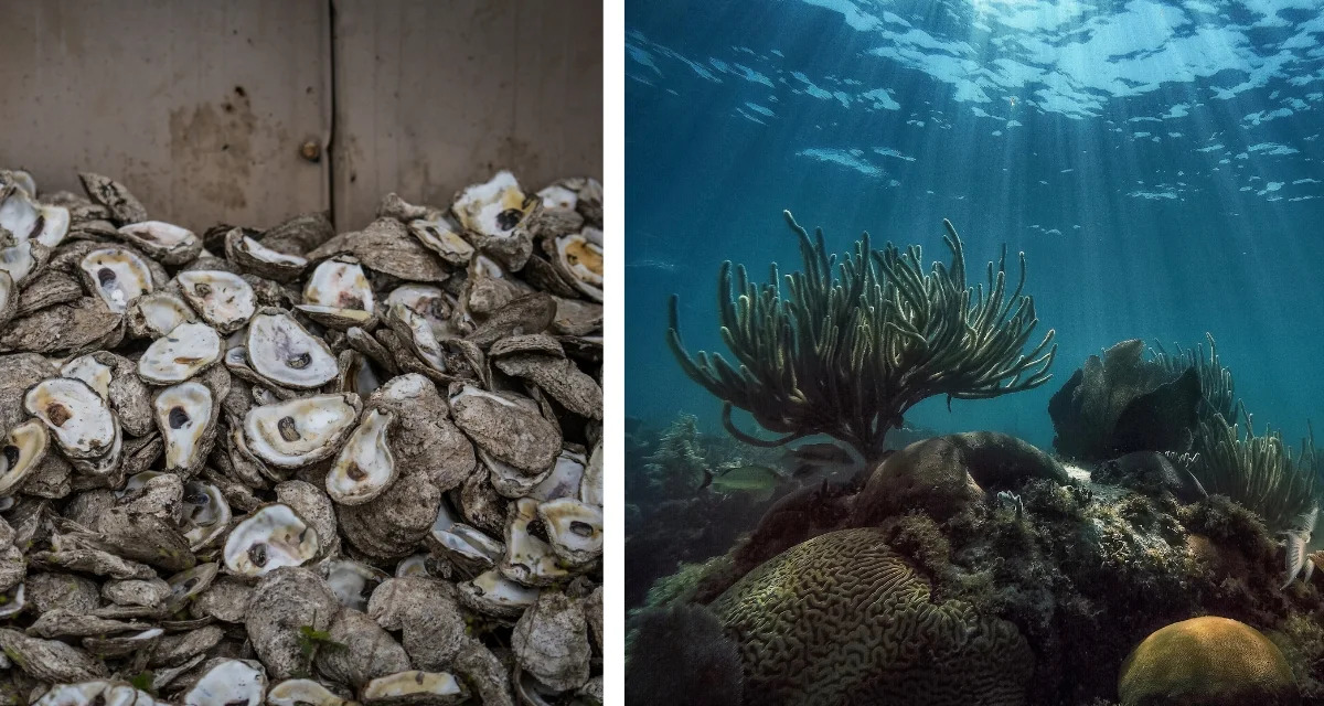 Florida dumped half a million oyster shells into the Gulf of Mexico. No one expected the results to be this good.