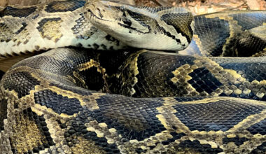 Invasive Burmese pythons have established a new hot spot in Florida: Wildlife experts