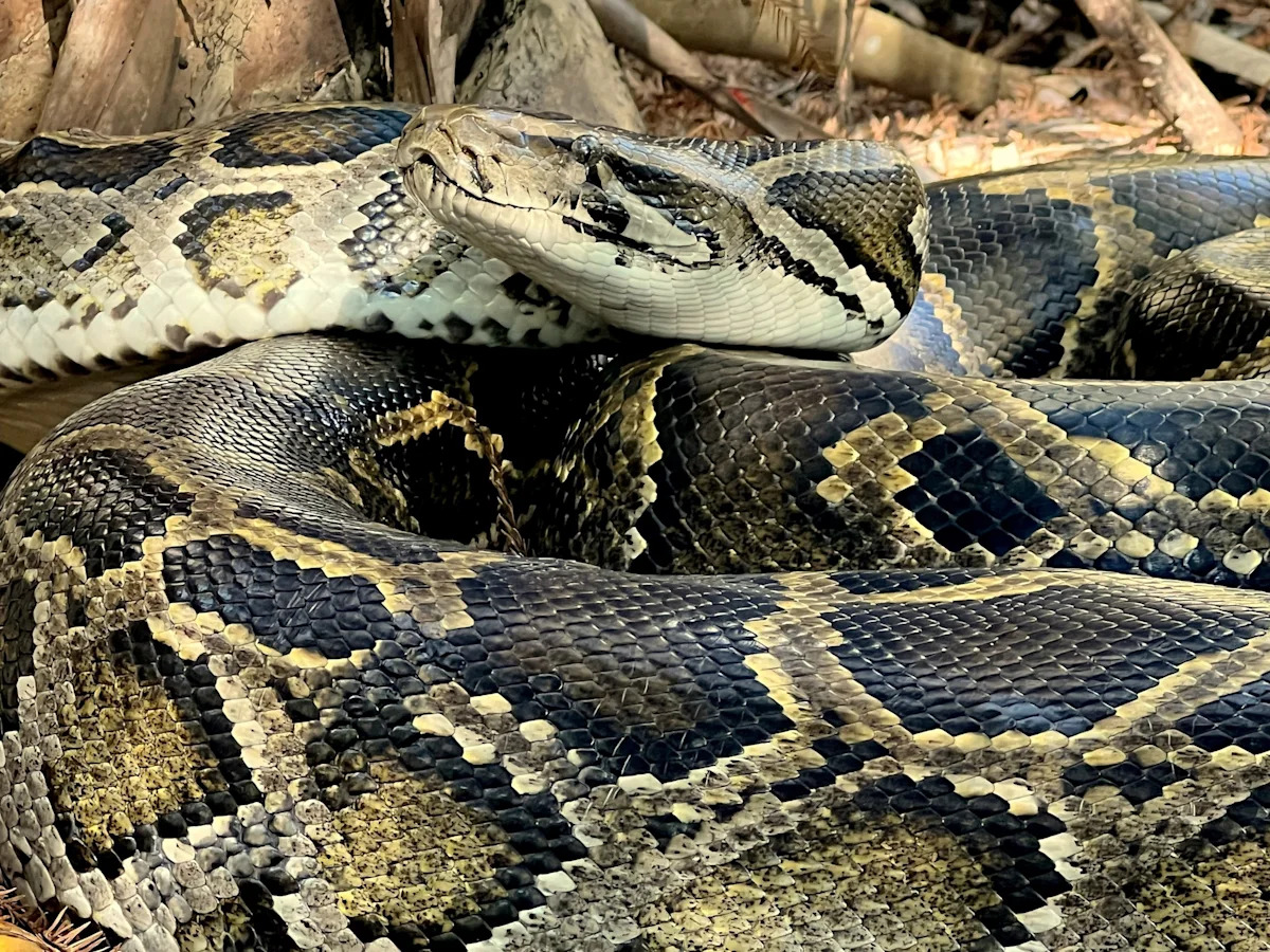 Invasive Burmese pythons have established a new hot spot in Florida: Wildlife experts