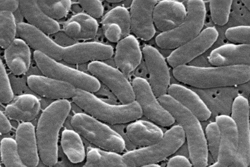 ‘Flesh-eating’ bacteria death reported in Florida