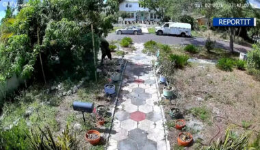 ‘Literally just ask’: Video shows man stripping St. Pete woman’s mango tree