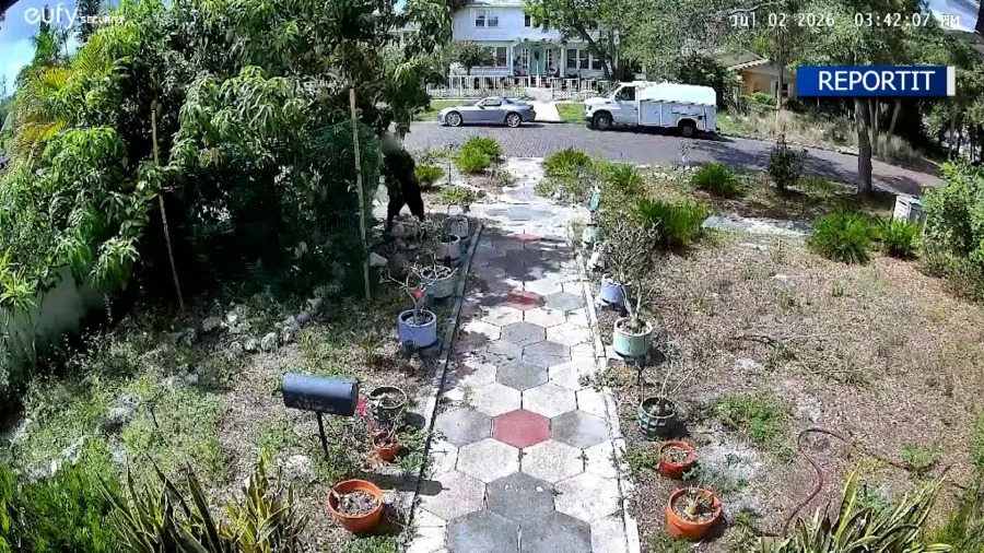 ‘Literally just ask’: Video shows man stripping St. Pete woman’s mango tree