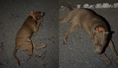 Florida deputy allegedly hit a dog in his patrol car; Brevard County sheriff launches investigation