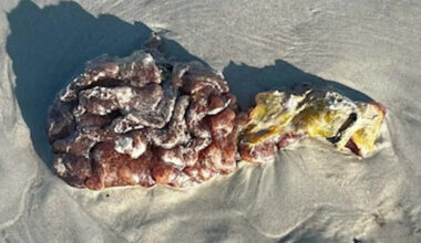 What is sea pork? Strange blob washes ashore on Florida's Space Coast