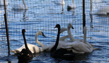 City of Orlando completes final phase of Lake Eola swan relocation, officials say