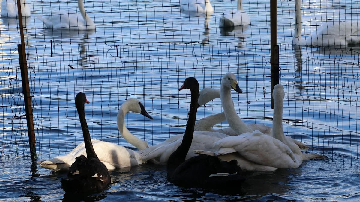 City of Orlando completes final phase of Lake Eola swan relocation, officials say