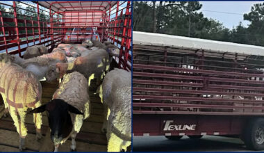 Florida man arrested for illegally importing Texas livestock amid screwworm emergency, state officials say