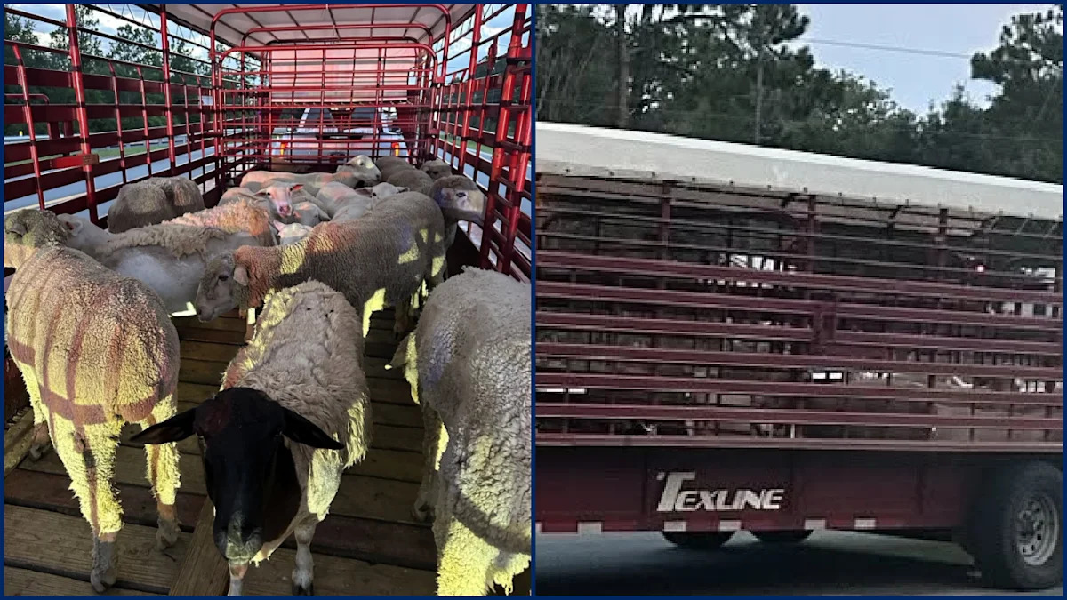 Florida man arrested for illegally importing Texas livestock amid screwworm emergency, state officials say