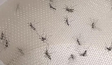 South Tampa trap caught 18,000 mosquitoes, last month just 142