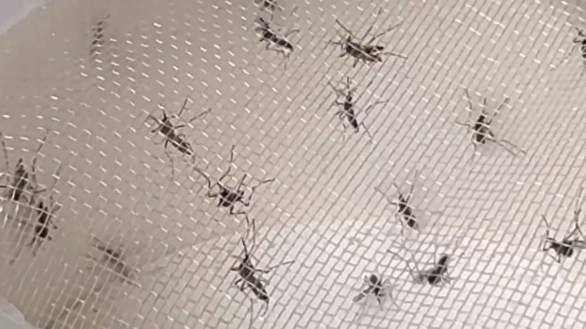 South Tampa trap caught 18,000 mosquitoes, last month just 142