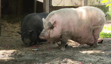 Animal cruelty trial: SPCA Tampa Bay faces judge in viral Waddles the pig case