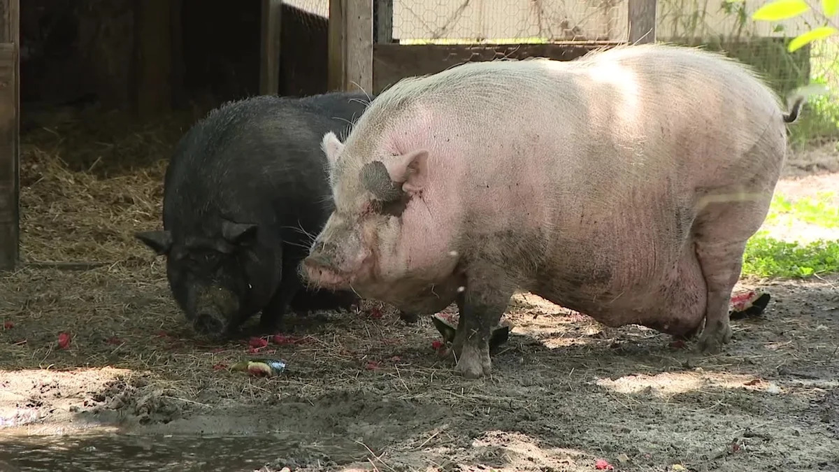 Animal cruelty trial: SPCA Tampa Bay faces judge in viral Waddles the pig case