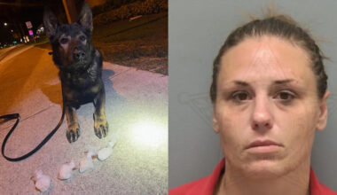 Police dog K9 Venom sniffs out 100 grams of hidden meth during Florida stop