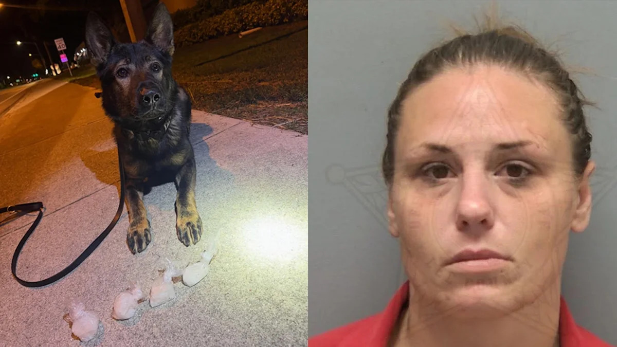 Police dog K9 Venom sniffs out 100 grams of hidden meth during Florida stop
