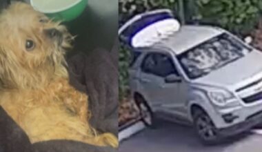 JSO looking for person who abandoned dog in crate behind church – Action News Jax