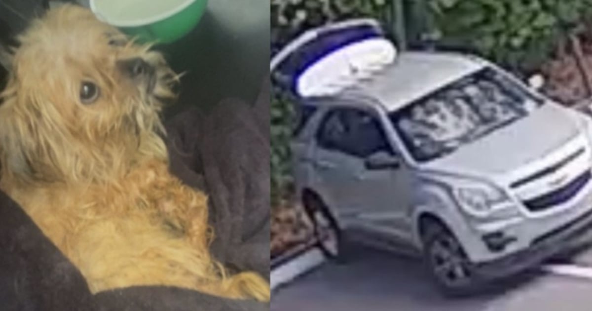 JSO looking for person who abandoned dog in crate behind church – Action News Jax