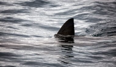 Man says shark bit him while he helped fiancée to shore on Florida beach – WFTV