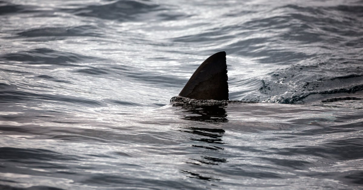 Man says shark bit him while he helped fiancée to shore on Florida beach – WFTV
