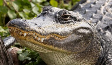 Alligator attack claims life of Brittany Clark