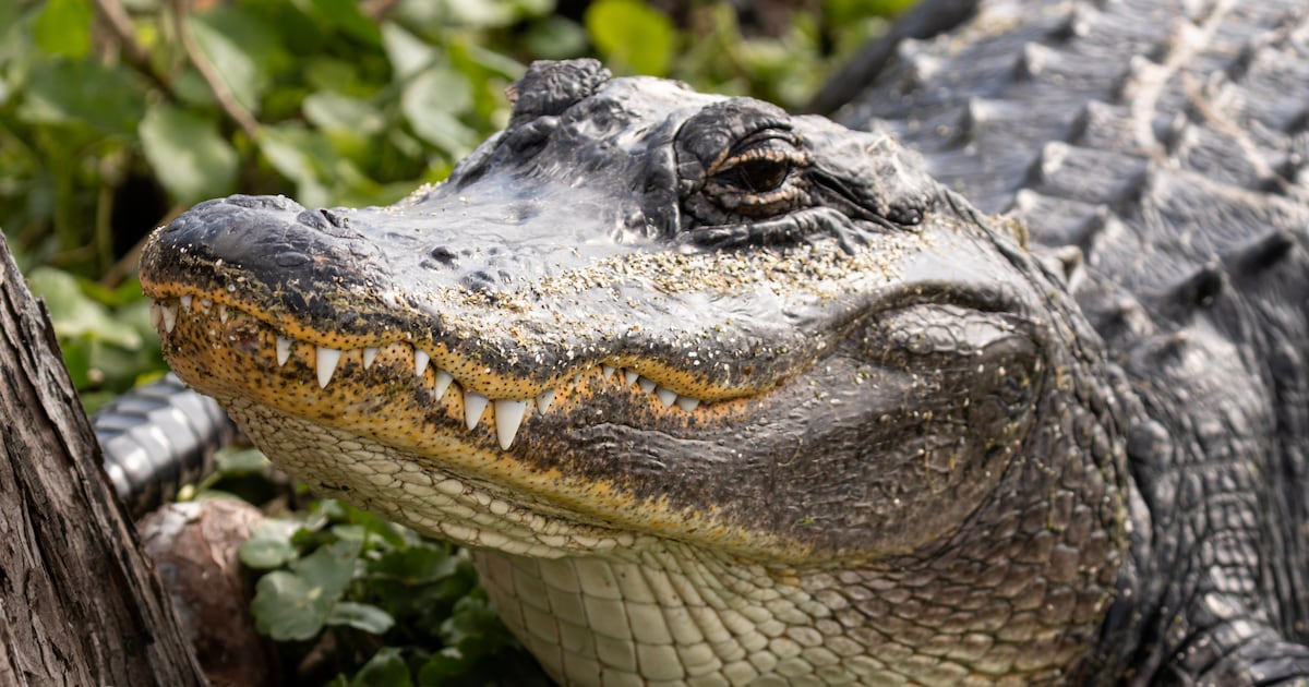 Alligator attack claims life of Brittany Clark