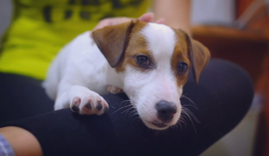 Clay County animal shelter seeks public’s help for supplies; How you can help – Action News Jax
