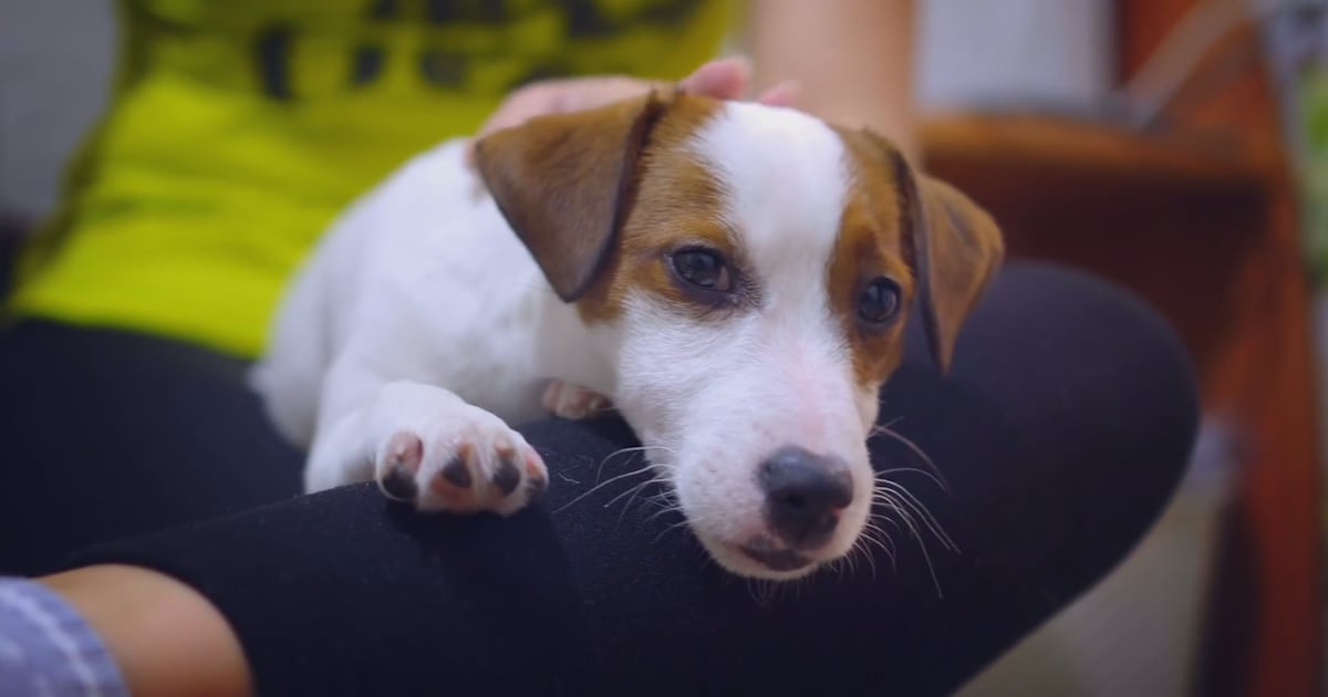 Clay County animal shelter seeks public’s help for supplies; How you can help – Action News Jax