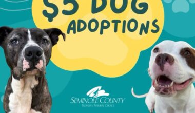Central Florida shelters offer cheap or free pet adoptions