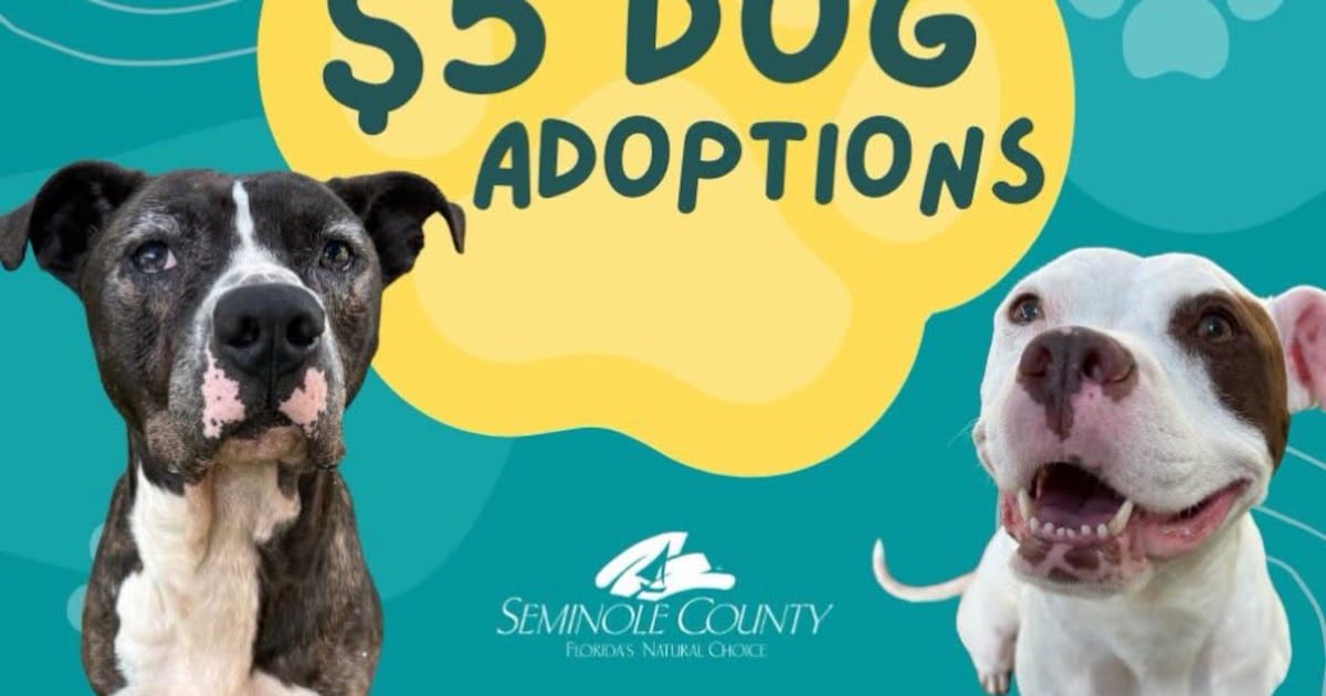 Central Florida shelters offer cheap or free pet adoptions
