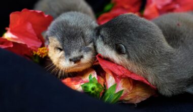 Discovery Cove welcomes 2 otter pups