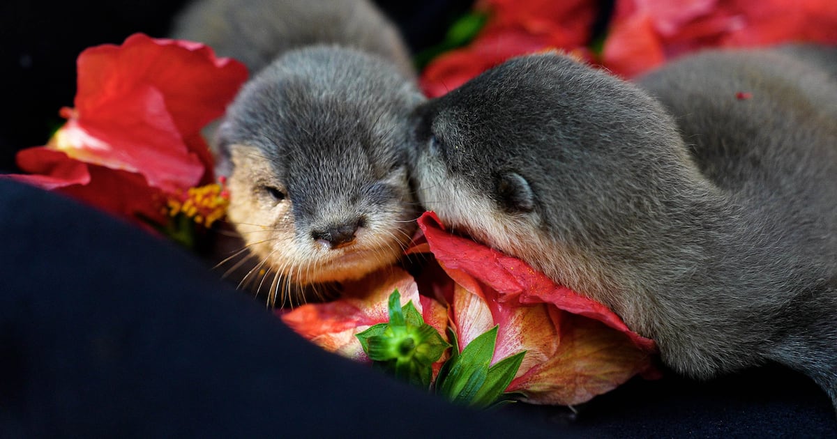 Discovery Cove welcomes 2 otter pups