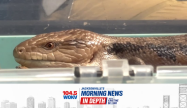 IN DEPTH: What’s new at the Jacksonville Zoo? From unique wildlife to fall events – 104.5 WOKV